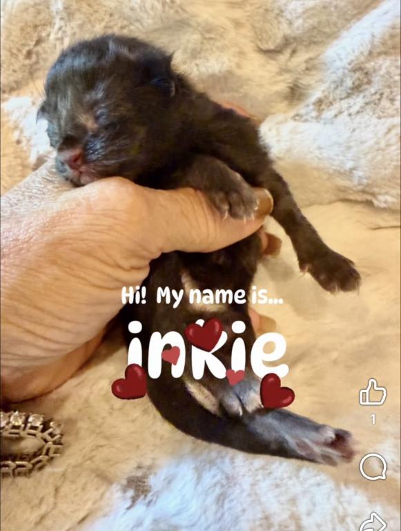 Purebred Maine Coon Kittens In Sarasota photo 4