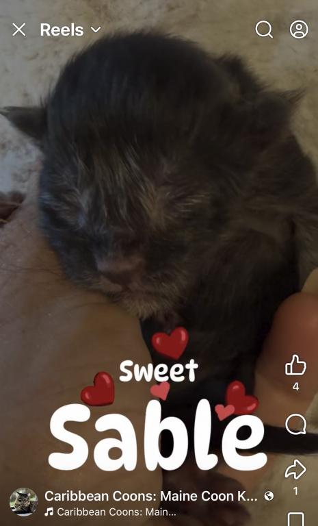 Purebred Maine Coon Kittens In Sarasota photo 3
