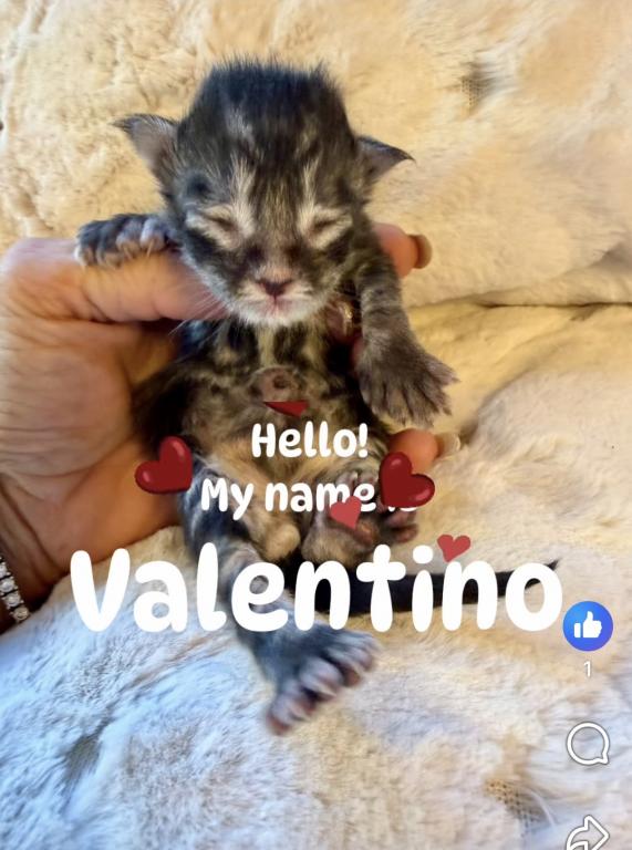Purebred Maine Coon Kittens In Sarasota photo 1