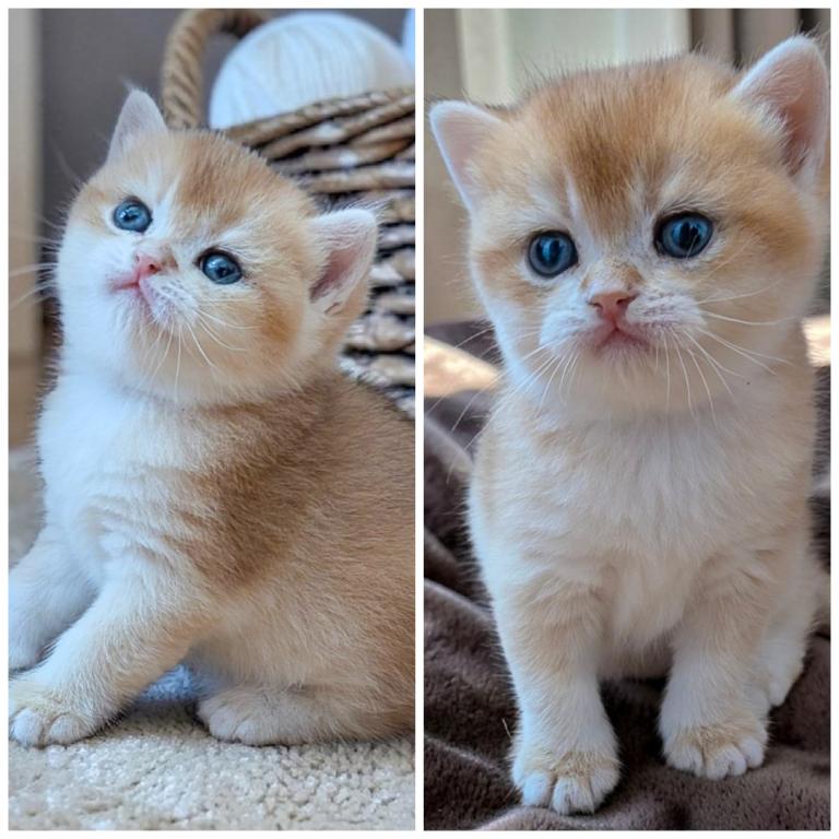 Milo And Oliver