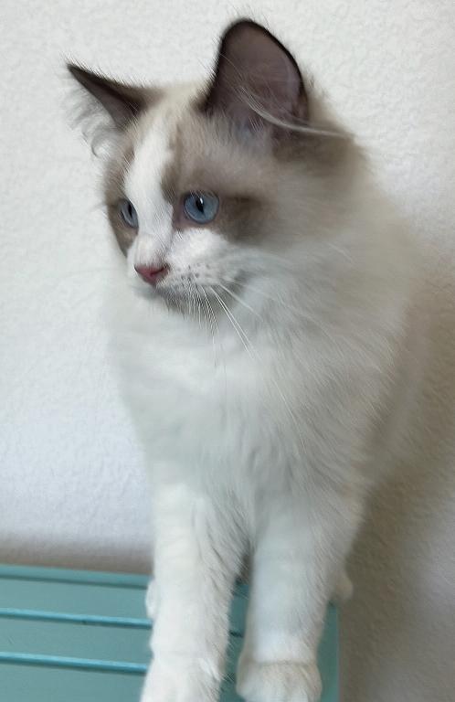 Handsome Boy photo 18