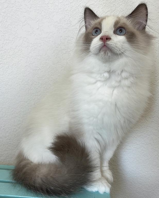 Handsome Boy photo 20