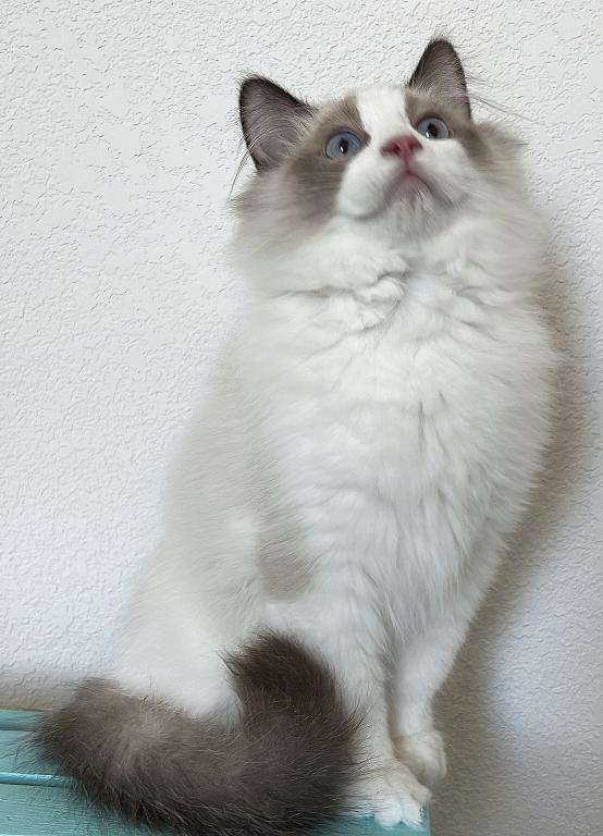 Handsome Boy photo 19