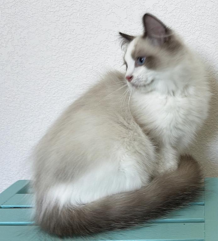 Handsome Boy photo 23