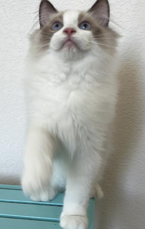 Handsome Boy photo 16