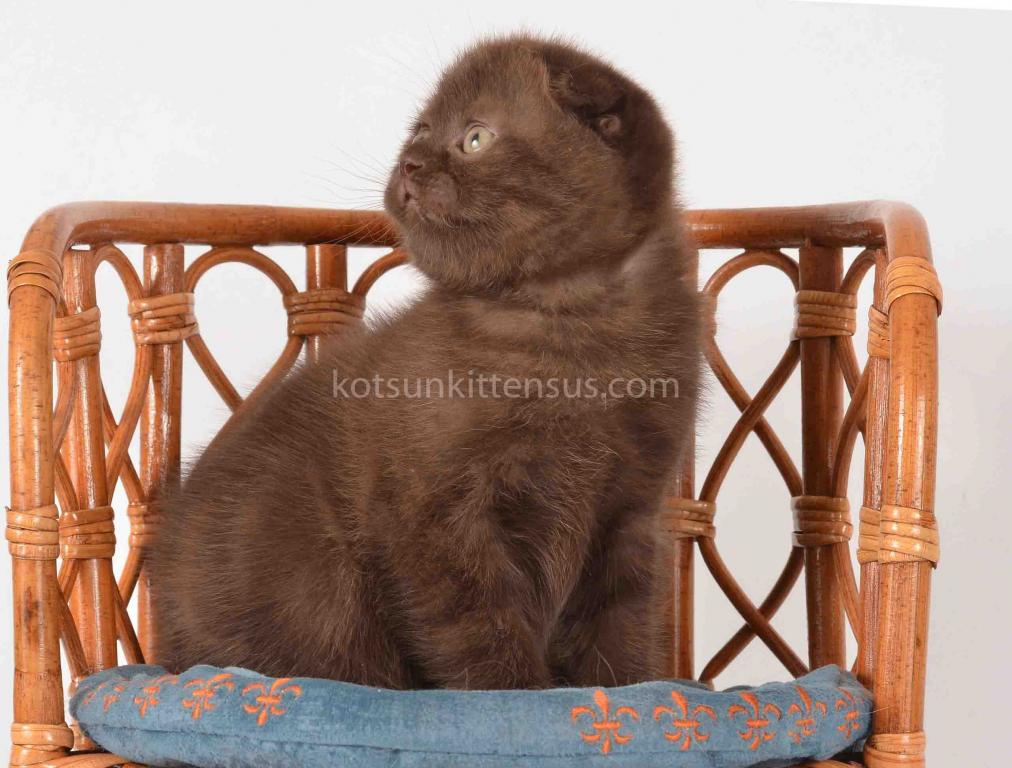 Rare Chocolate Solid Scottish Fold Baby Girl photo 2