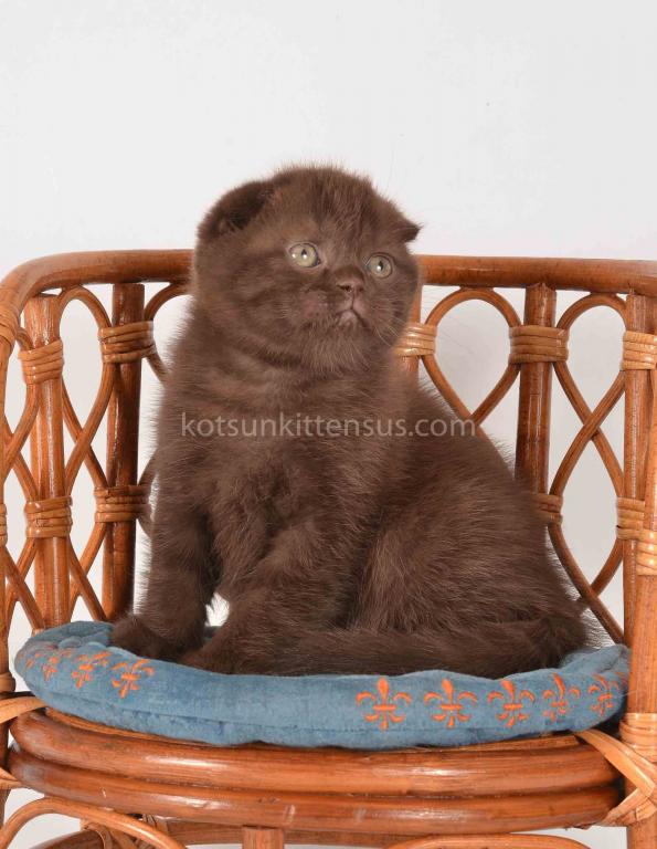 Rare Chocolate Solid Scottish Fold Baby Girl photo 4