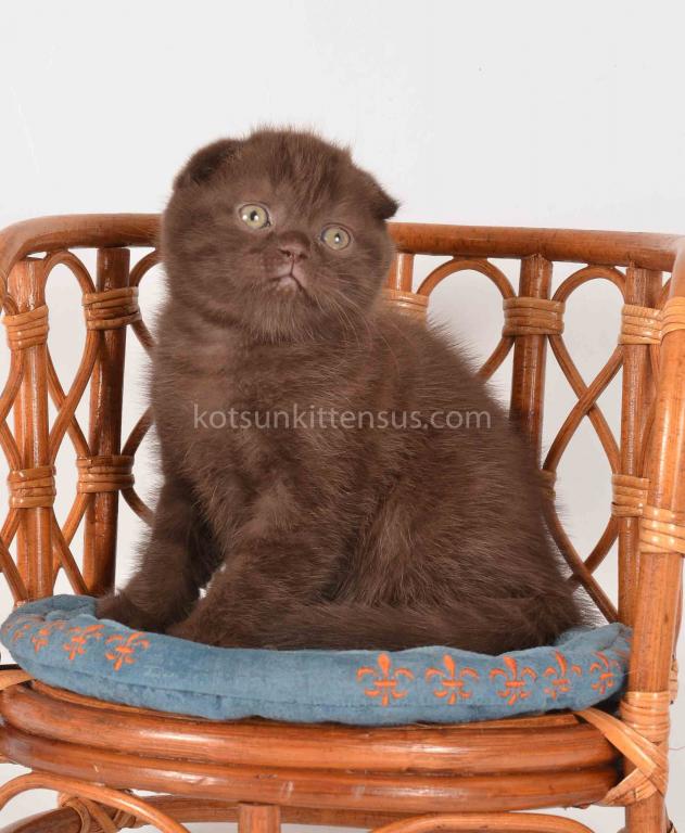 Rare Chocolate Solid Scottish Fold Baby Girl photo 3