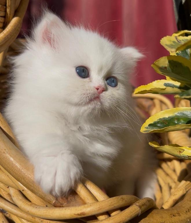 Beautiful Dollface White Blue And Green Odd Eyes photo 5