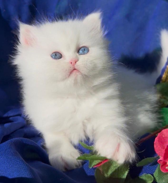 Beautiful Dollface White Blue And Green Odd Eyes photo 1