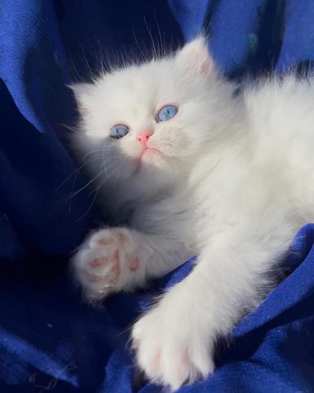 Beautiful Dollface White Blue And Green Odd Eyes photo 6