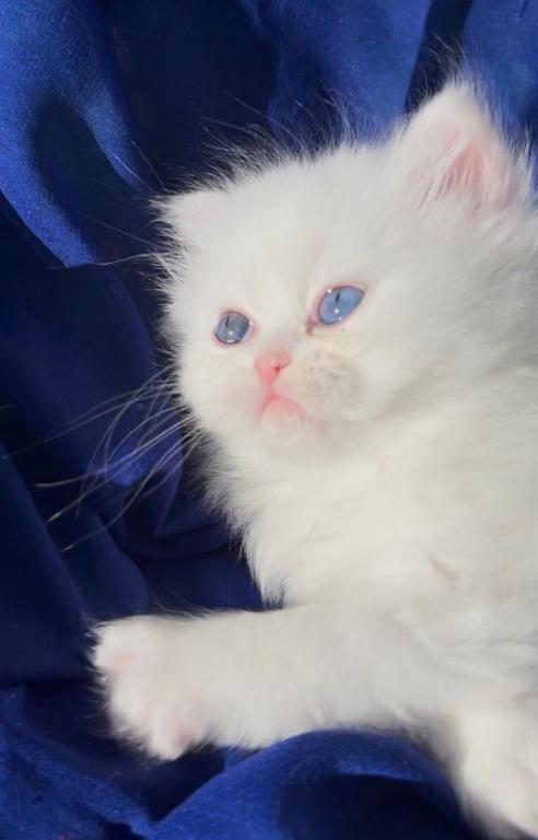 Beautiful Dollface White Blue And Green Odd Eyes photo 7