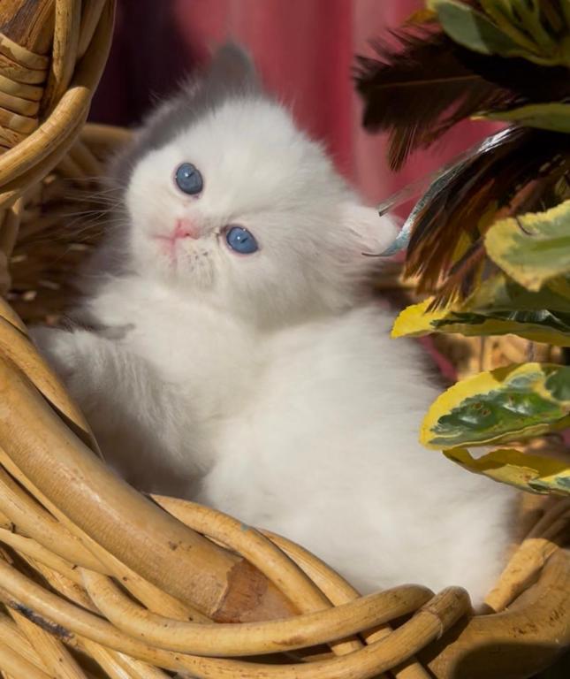 Beautiful Dollface White Blue And Green Odd Eyes photo 4