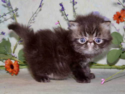 CAPUCCINO photo 5