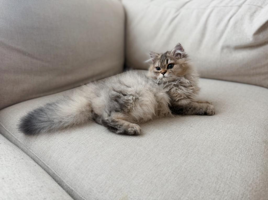 Rexie photo 1