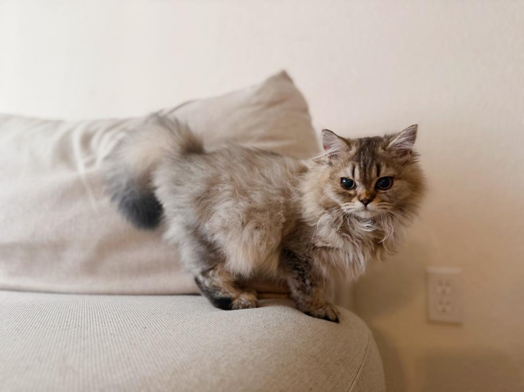Rexie photo 4