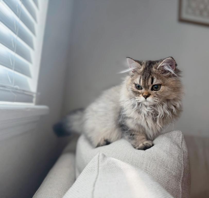 Rexie photo 2