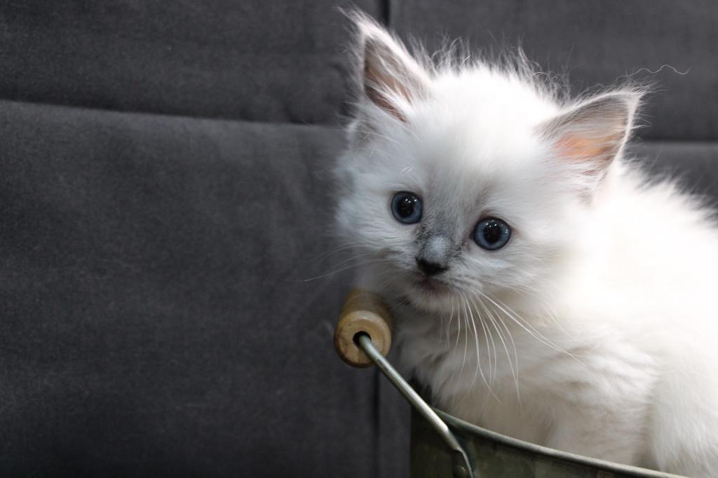 Princess Evangeline photo 2