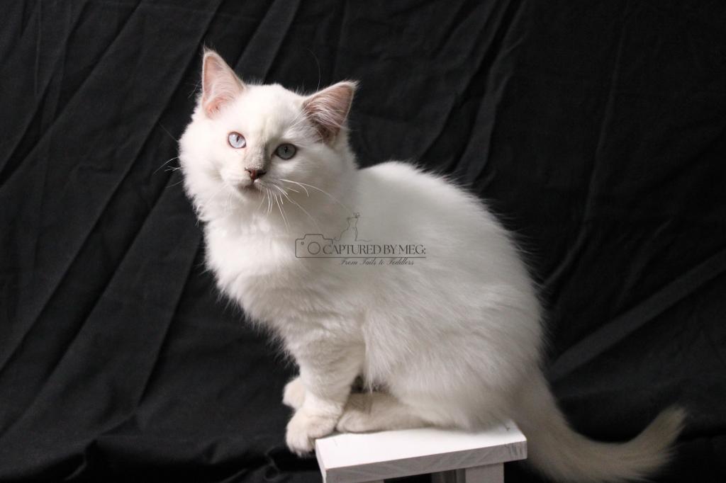 REDUCED Lady Soleil photo 1