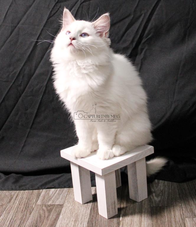 REDUCED Lady Soleil photo 2