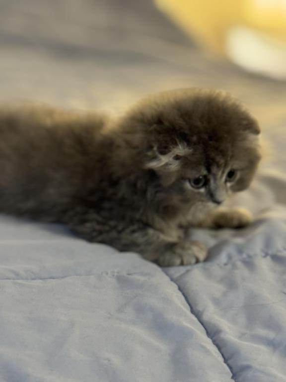 Milo photo 5
