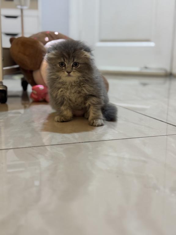 Teddy photo 1