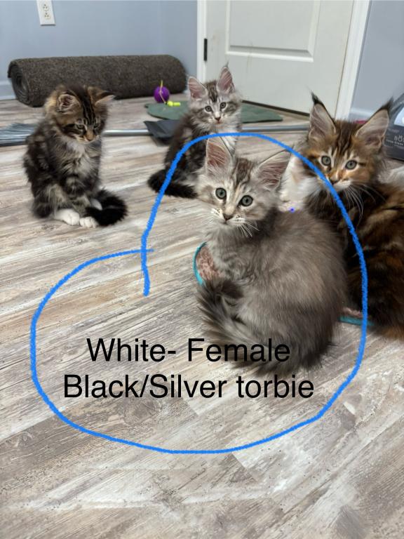 April Litter photo 2
