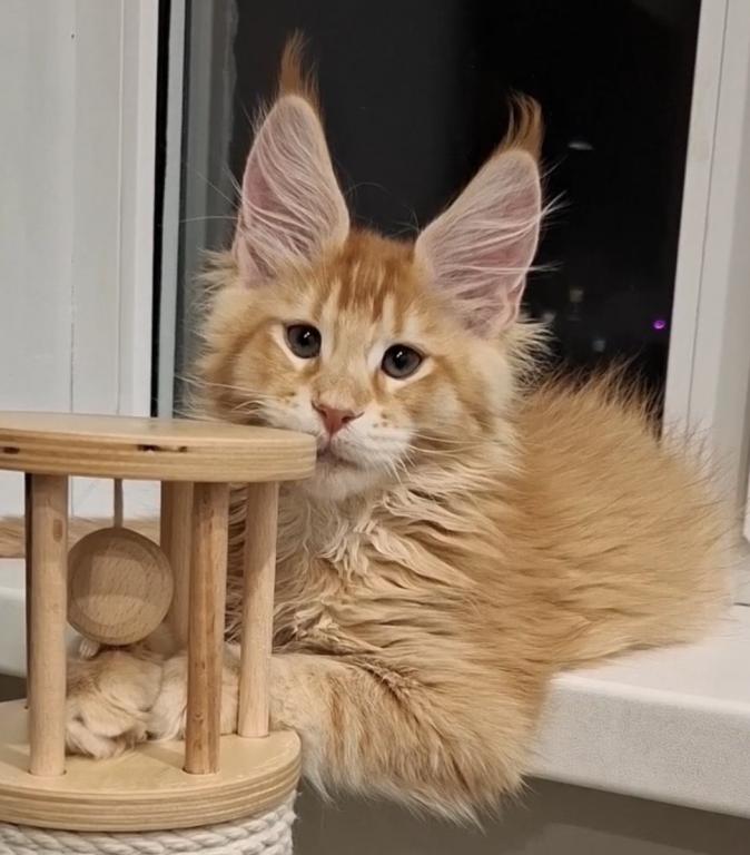 European Maine Coon