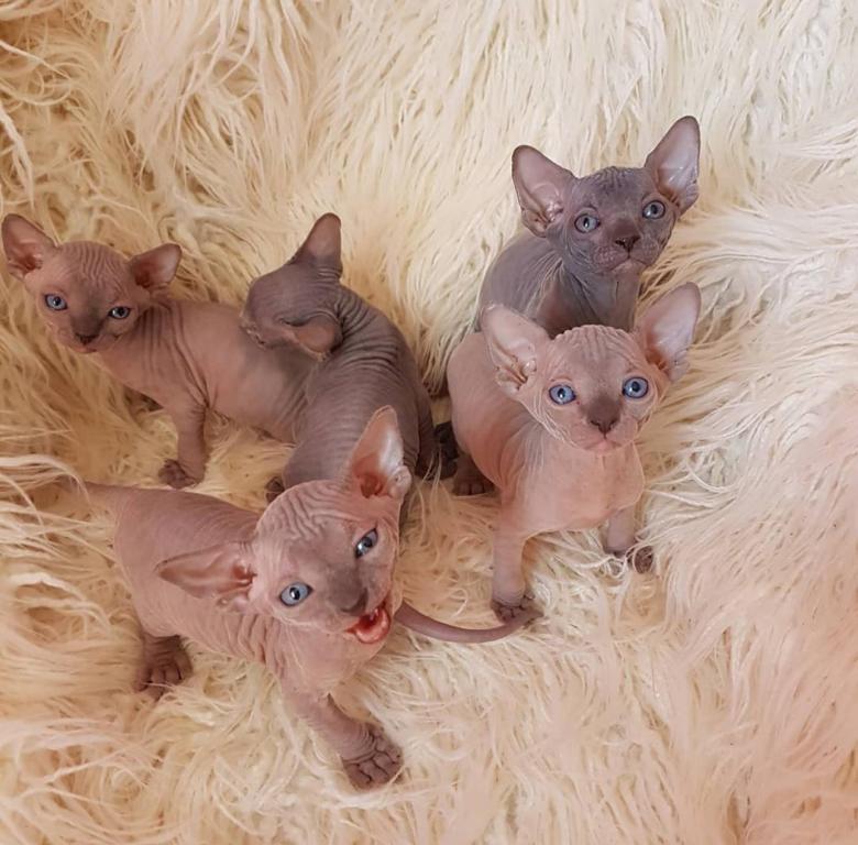 Sphynx Kittens photo 1