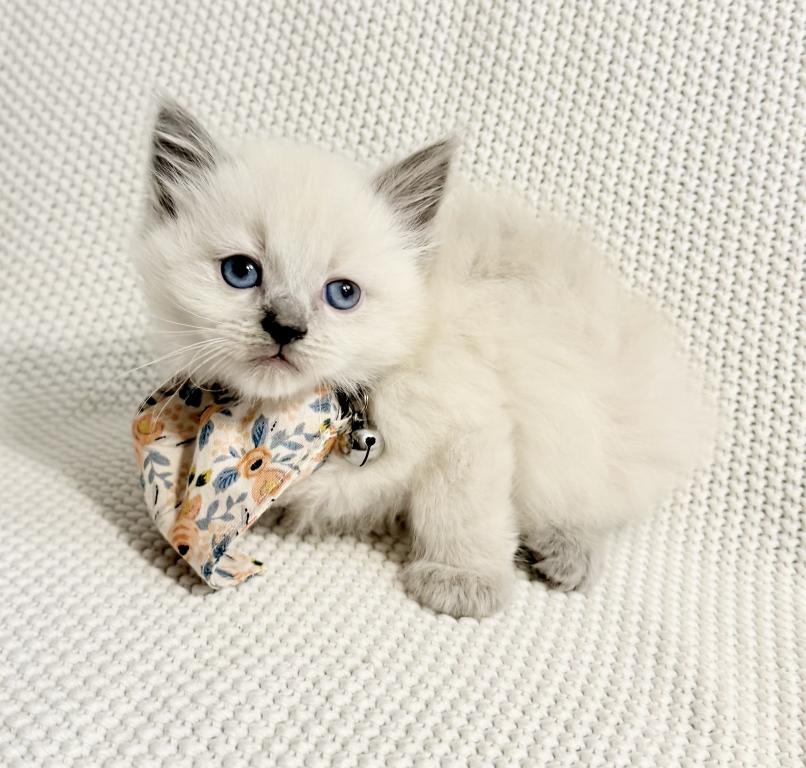 Isabella photo 4