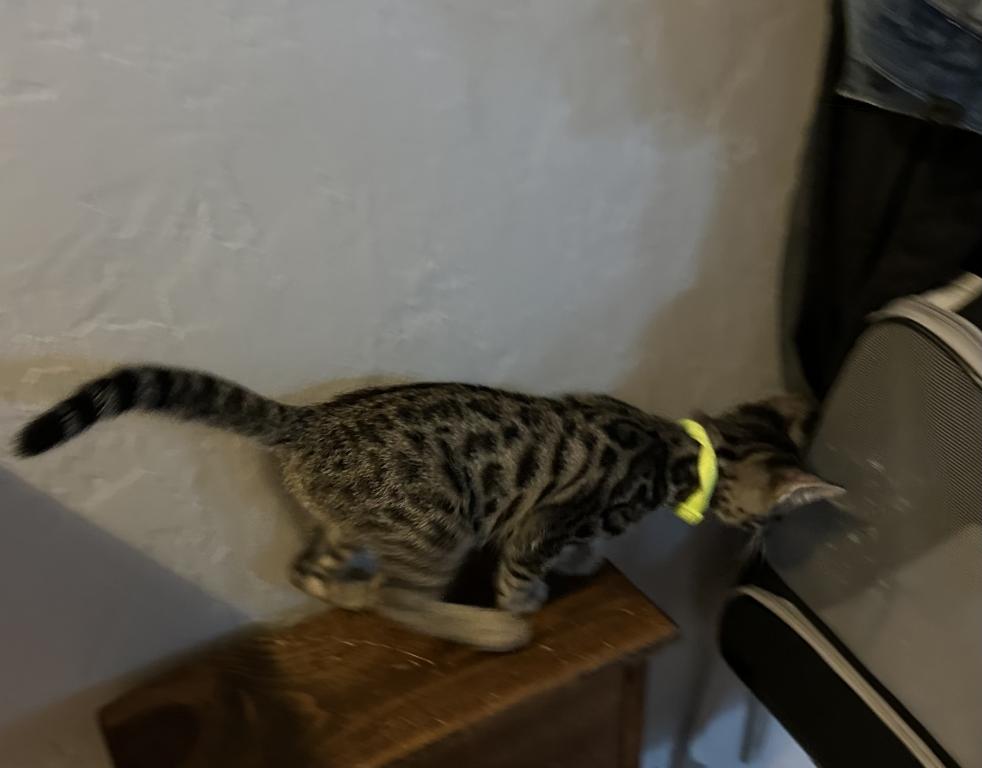 Violet Green Collar photo 3