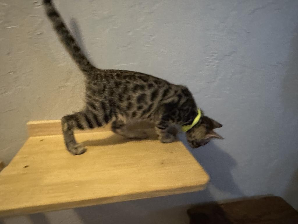 Violet Green Collar photo 5