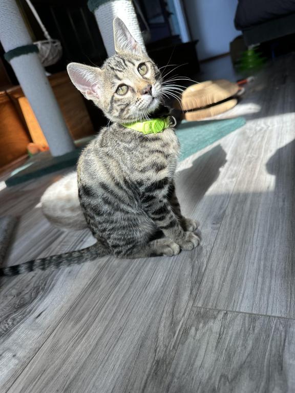 Violet Green Collar photo 2