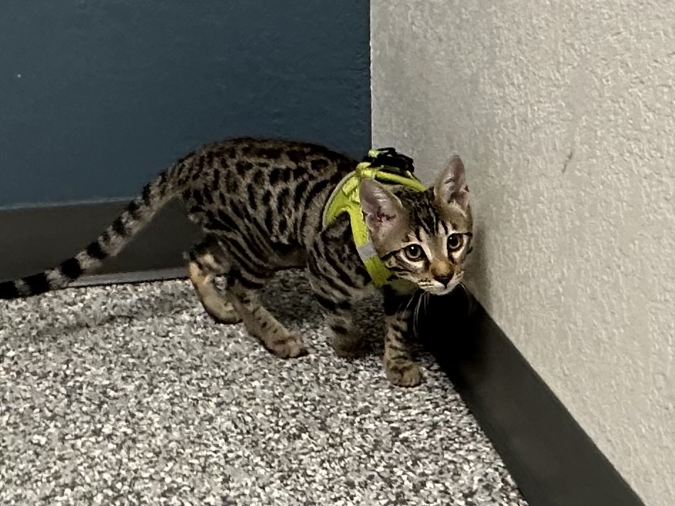 Violet Green Collar photo 15