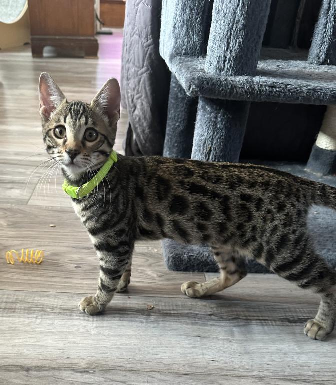Violet Green Collar