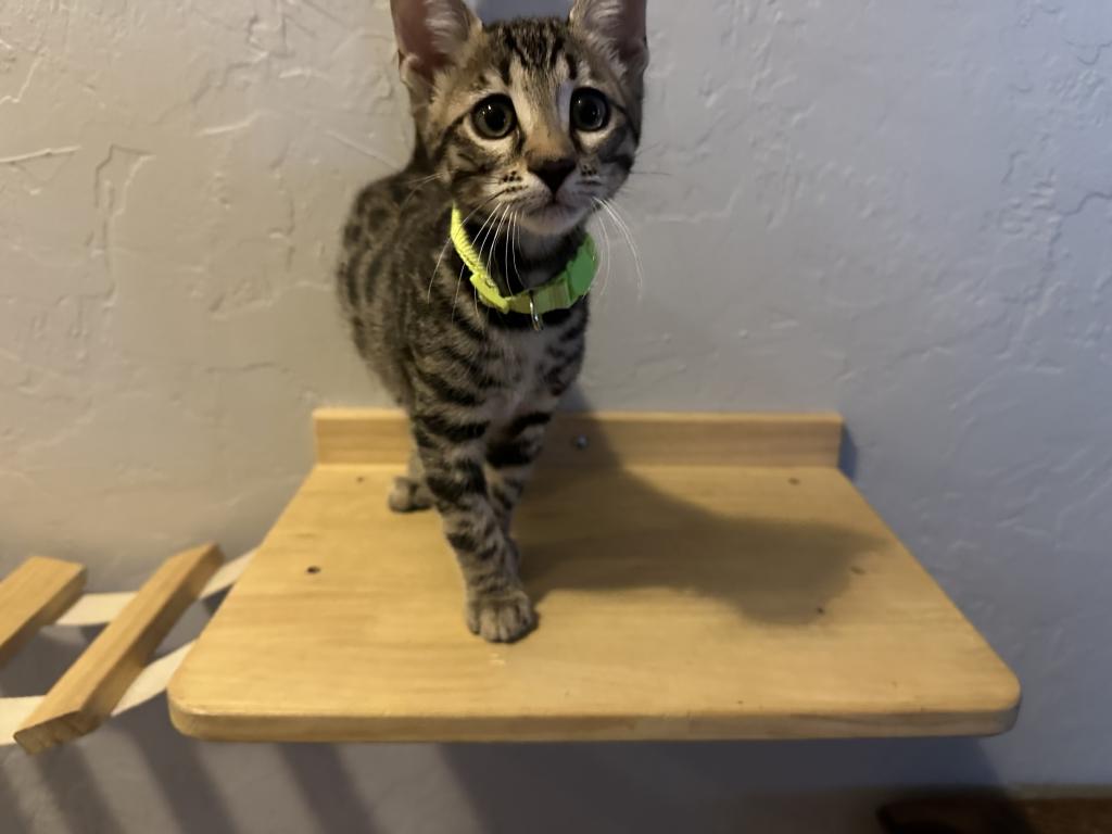 Violet Green Collar photo 6