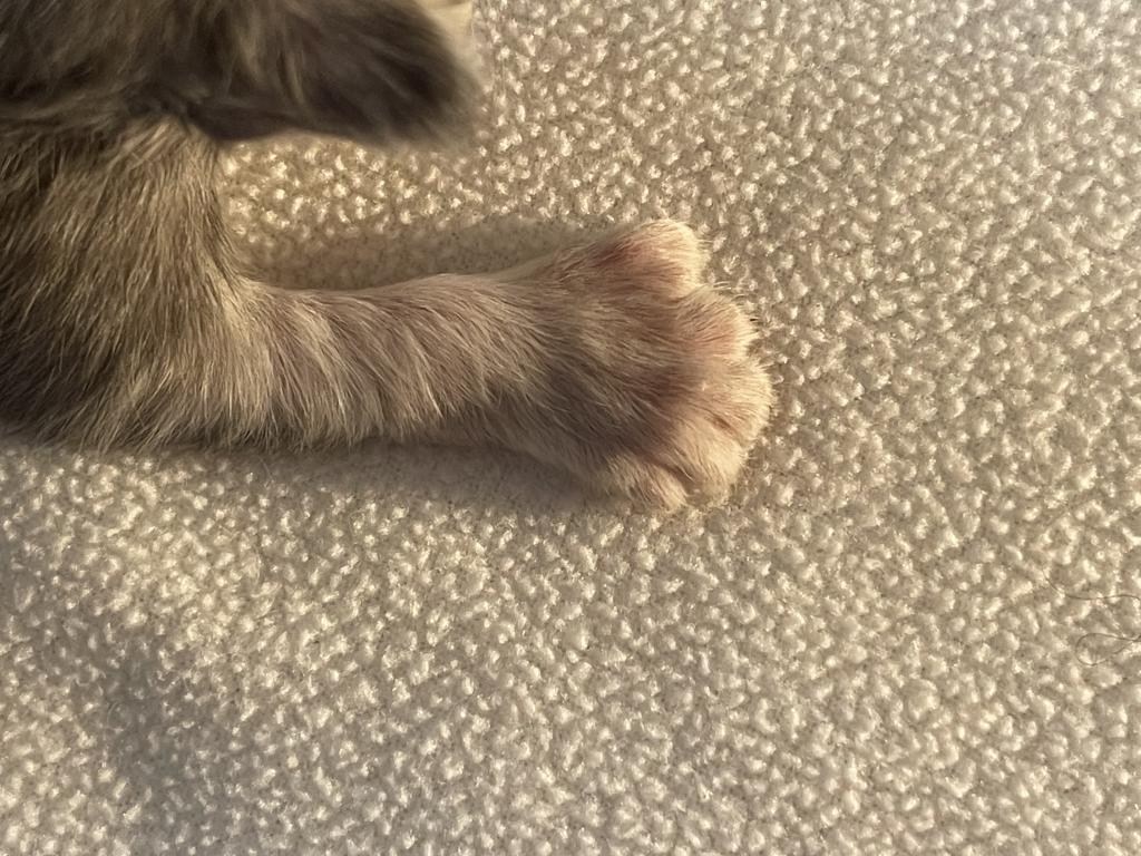 Seven Toes Sally photo 3