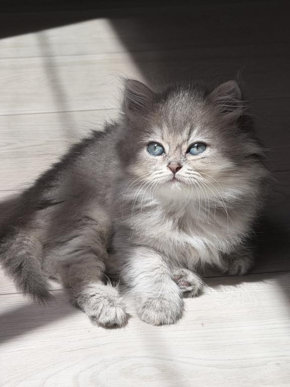 Atlas Fluffy Female photo 9