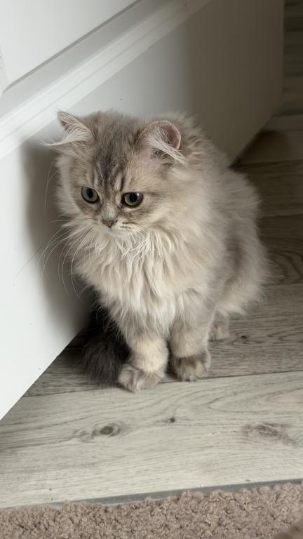 Atlas Fluffy Female photo 2