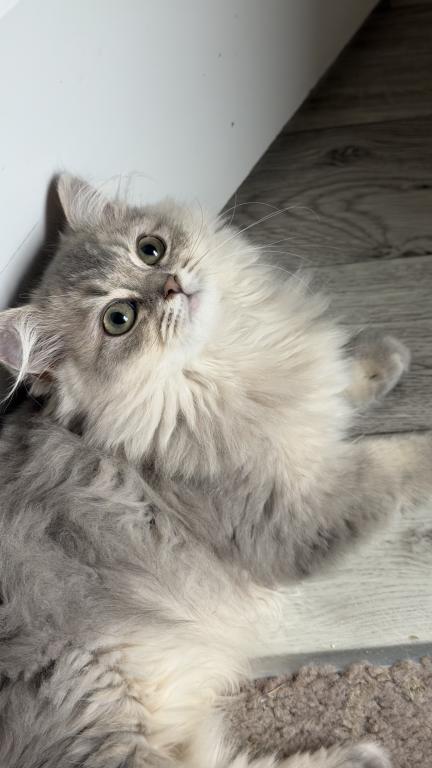 Atlas Fluffy Female photo 1