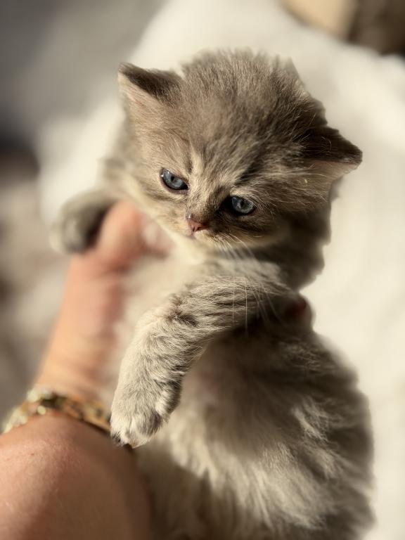 Atlas Fluffy Female photo 16