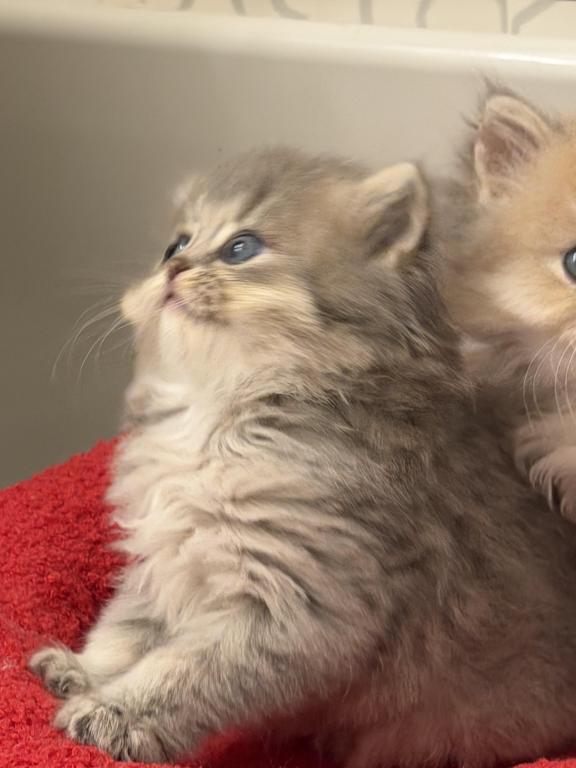 Atlas Fluffy Female photo 15