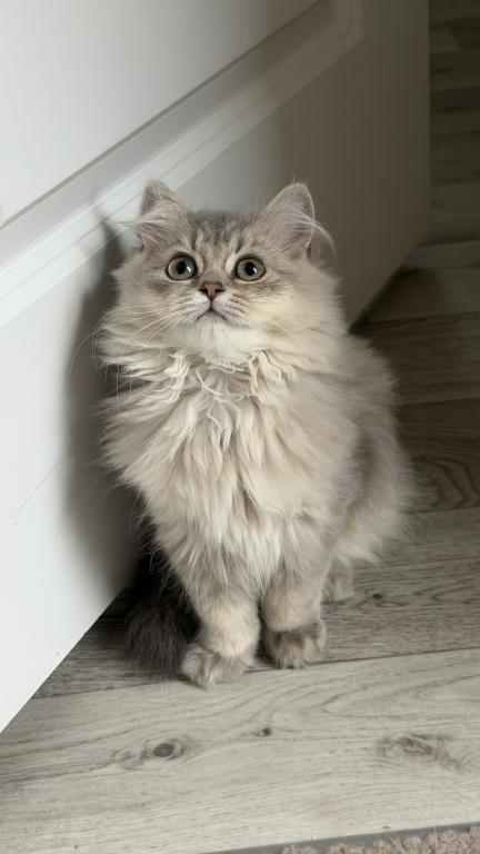 Atlas Fluffy Female photo 7