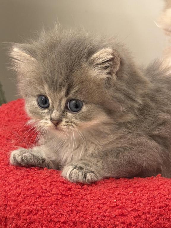 Atlas Fluffy Female photo 14