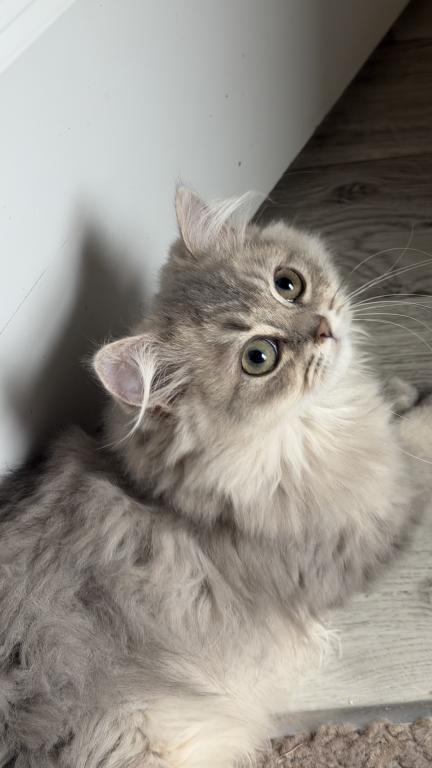 Atlas Fluffy Female photo 3