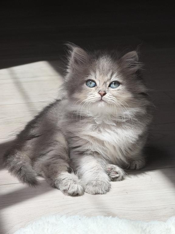 Atlas Fluffy Female photo 12