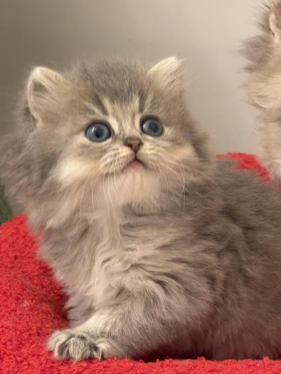 Atlas Fluffy Female photo 13
