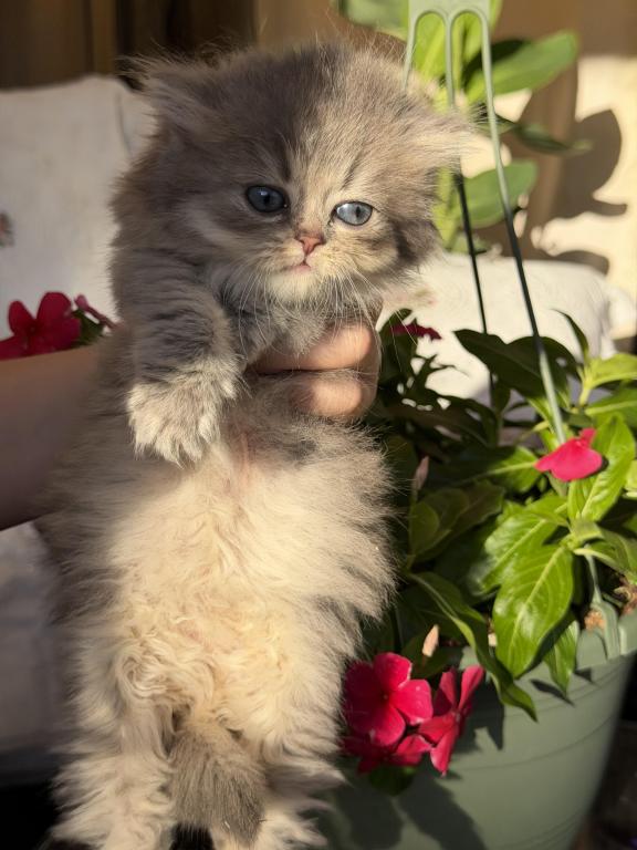 Atlas Fluffy Female photo 20
