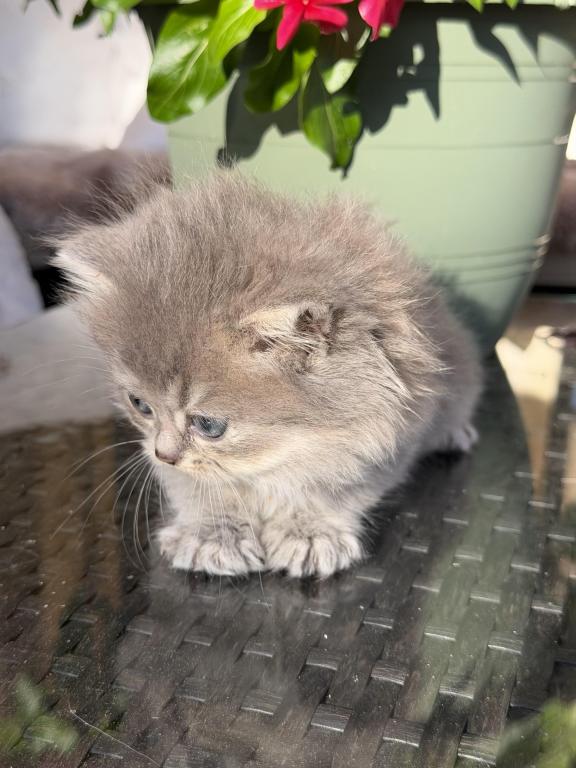 Atlas Fluffy Female photo 21