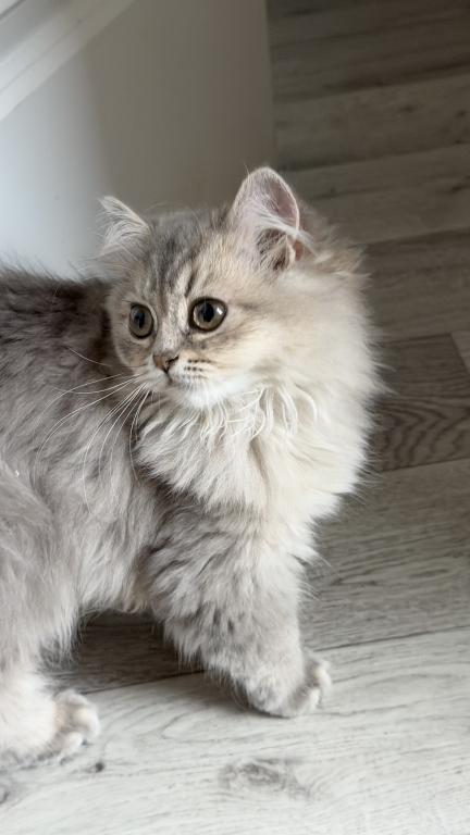 Atlas Fluffy Female photo 4